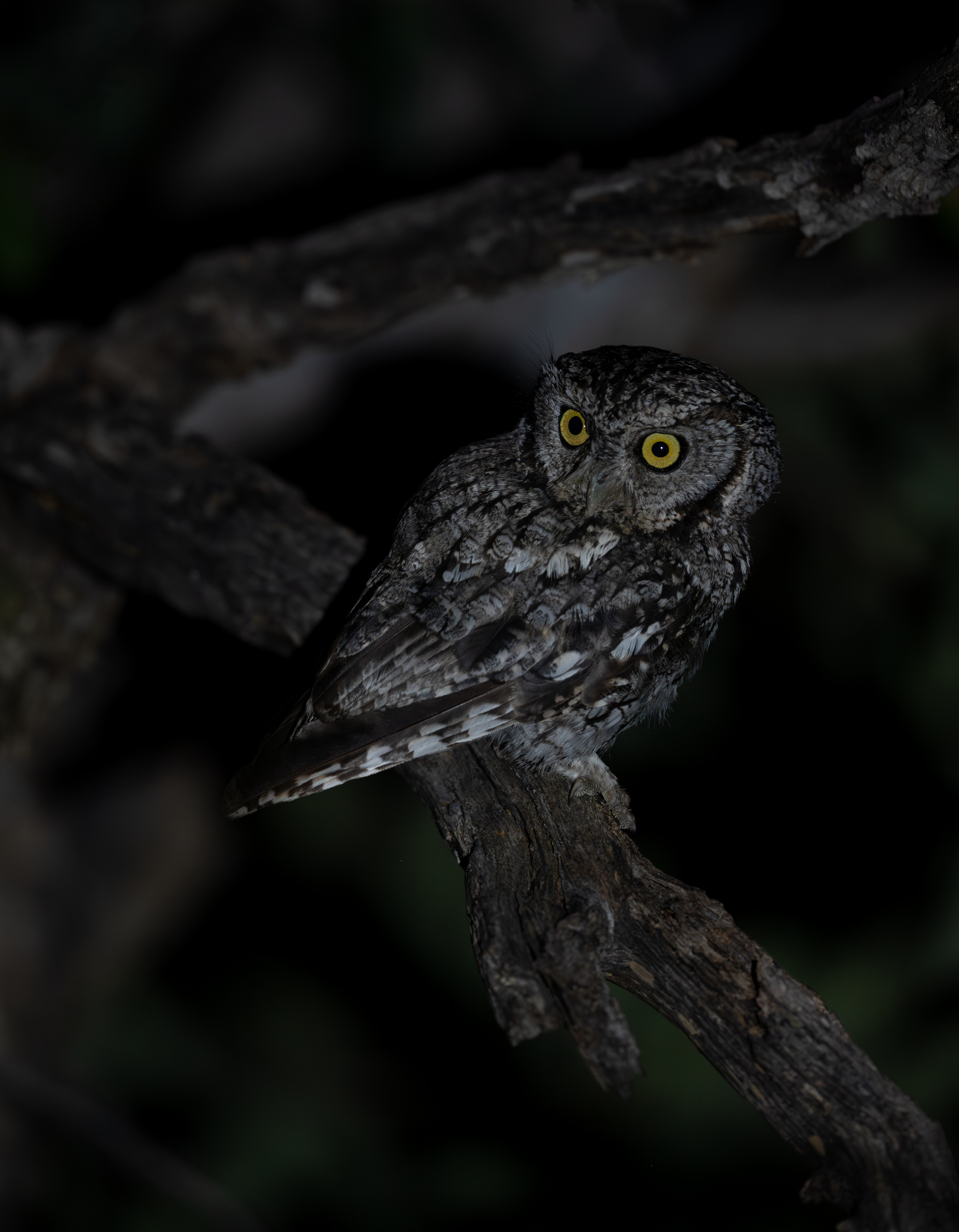 Whiskered-screech owl